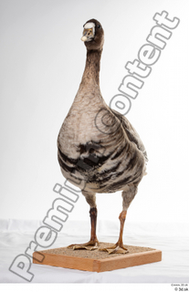 Greater white-fronted goose Anser albifrons whole body 0002.jpg